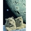 Image de Grafika Schim Schimmel - Lair of the Snow Leopard