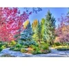 Image de Grafika Forêt Colorée, Colorado, USA