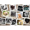 Image de Puzzle 1000 pièces - Chiens