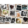 Image de Grafika Chiens