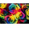 Image de Grafika Roses Multicolores