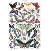 Image de Puzzle 1000 pièces - Illustration du Larousse pour Tous : Papillons, 1907-1910