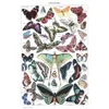 Image de Grafika Illustration du Larousse pour Tous : Papillons, 1907-1910