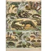 Image de Grafika Illustration du Nouveau Larousse Illustré : Reptiles, 1897-1904
