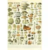 Image de Puzzle 1000 pièces - Illustration du Larousse : Champignons, XIXè Siècle