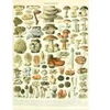 Image de Grafika Illustration du Larousse : Champignons, XIXè Siècle