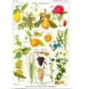 Image de Grafika Illustration du Larousse Medical Illustré : Plantes Astringentes et Apéritives, 1912