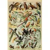 Image de Puzzle 1000 pièces - Illustration du Larousse pour Tous : Oiseaux, XIXè Siècle