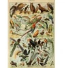 Image de Grafika Illustration du Larousse pour Tous : Oiseaux, XIXè Siècle