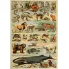 Image de Puzzle 1000 pièces - Illustration du Larousse pour Tous : Mammifères, XIXè Siècle