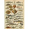 Image de Puzzle 1000 pièces - Illustration du Larousse pour Tous : Poissons, XIXè Siècle