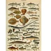 Image de Grafika Illustration du Larousse pour Tous : Poissons, XIXè Siècle