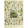 Image de Puzzle 1000 pièces - Illustration du Nouveau Larousse Illustré : Mollusques, XIXè Siècle