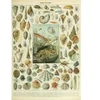 Image de Grafika Illustration du Nouveau Larousse Illustré : Mollusques, XIXè Siècle