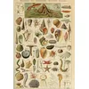 Image de Puzzle 1000 pièces - Illustration du Larousse pour Tous : Mollusques, XIXè Siècle