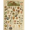 Image de Grafika Illustration du Larousse pour Tous : Mollusques, XIXè Siècle