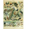 Image de Grafika Illustration du Nouveau Larousse Illustré : Oiseaux, XIXè Siècle
