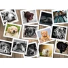 Image de Grafika Puzzle 2000 pièces - Chiens