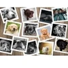 Image de Grafika Chiens