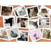 Image de Grafika Chats