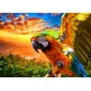 Image de Bluebird Puzzle Parrot