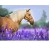 Image de Bluebird Puzzle Cheval dans un Champ de Lupin