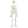 Image de Party Pro 913HS6, Squelette articulé en Carton 135 cm