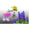 Image de Lot de graines ENGRAIS Vert - Le Grenier d'Abondance - Phacelie Lilla, Sinapis Alba, Lupin Bleu & Lin Bleu & Vesce Bio - plus de 300 grammes 30m²