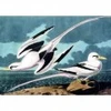 Image de Kiub Mouettes