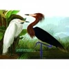 Image de Kiub Herons