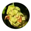 Image de L'Herbôthicaire Tisane Houblon Cône Bio 20g