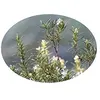 Image de L'Herbôthicaire Tisane Romarin Bio 80g