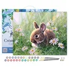 Image de Figured'Art Peinture par Numéro Adulte avec Cadre Lapin et marguerites - Activité Manuelle Kit de Loisir Créatif DIY Numéro d'Art Complet - 40x50cm toile tendue sur châssis