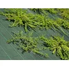 Image de Toile de paillage - Vert - 130gr/m² - Petite Dimension Pliés 2.10m x 10m Vert