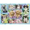 Image de Schmidt Spiele Chiots