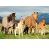 Image de Schmidt Spiele Famille de Chevaux
