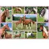 Image de Schmidt Spiele Rêves de Cheval