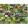 Image de Ravensburger Puzzle Adulte 1000 pièces - 99 Herbes et épices