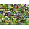 Image de Ravensburger 99 Herbes et Epices