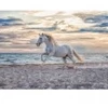 Image de Ravensburger Cheval sur la Plage