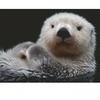 Image de Ravensburger Douce Petite Loutre