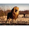 Image de Ravensburger Lion