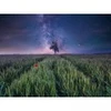 Image de Ravensburger Ciel Nocturne au-dessus d'un Champ de Blé