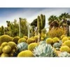 Image de Ravensburger Jardin du Désert de Huntington, Californie, États-Unis