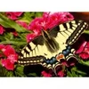 Image de Ravensburger Papillon - Puzzle Highlight - Animaux Colorés