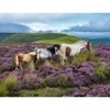 Image de Ravensburger Chevaux Sauvages Dans La Lande