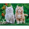 Image de Nathan Chatons Sibériens