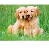 Image de Ravensburger Les Frères Golden Retriever
