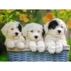 Image de Ravensburger Pièces XXL - Chiots en Peluche