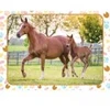 Image de Nathan Maman et Bébé Cheval